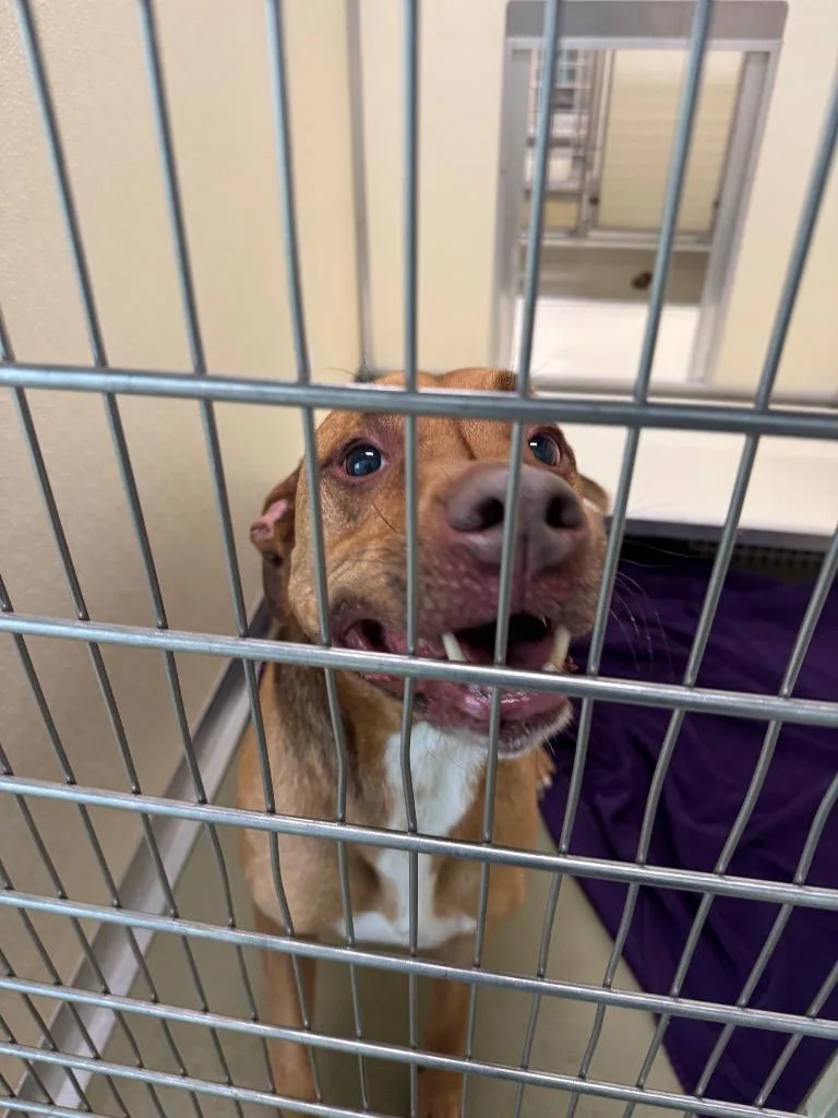 An adult medium-sized male Mixed Breed dog named Otis for adoption in Columbia, TN
