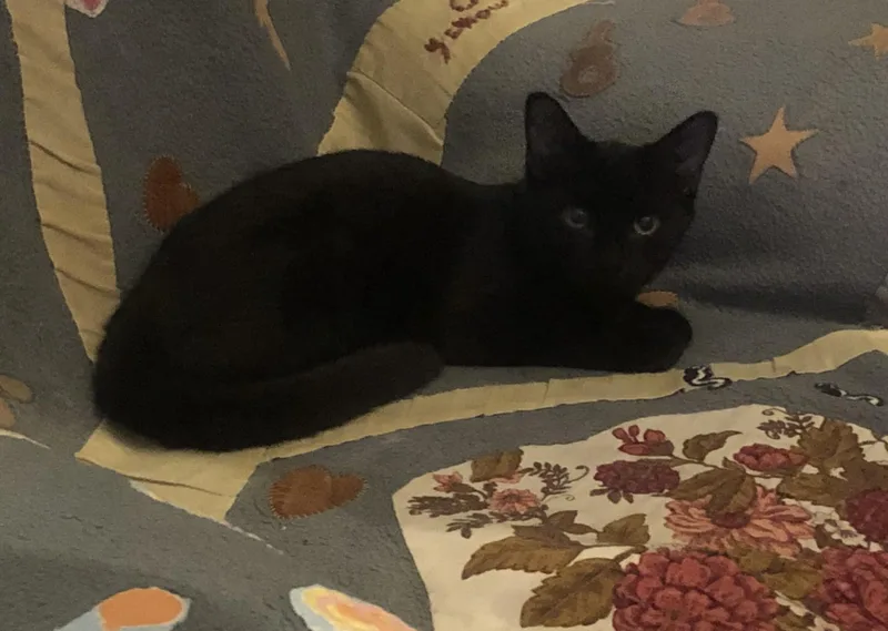 A baby medium-sized female Black Domestic Short Hair cat named DeeDee for adoption in Richmond, VA