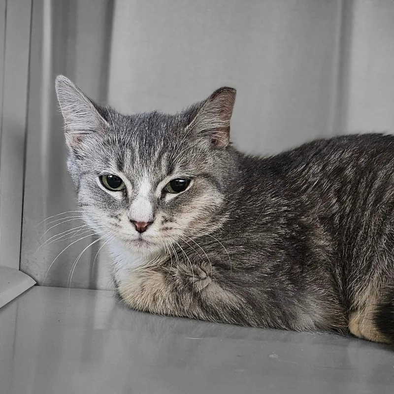 Stubby Girl thumbnail 2