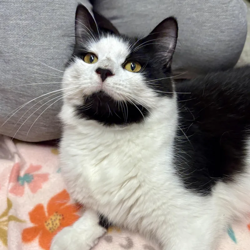 A young medium-sized female Black & White / Tuxedo British Longhair cat named Olympia for adoption in Beacon, NY