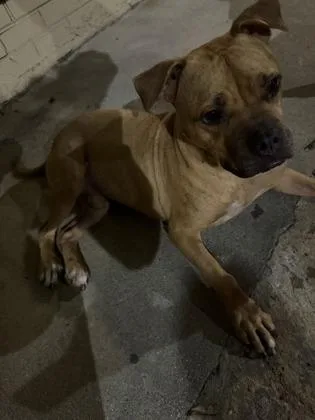 An adult large-sized male Mixed Breed dog named Ron for adoption in West Chester, PA