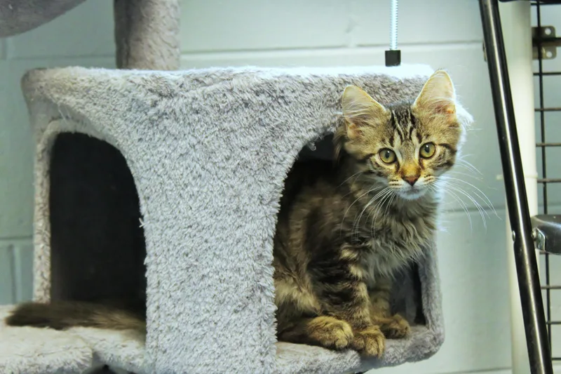 A baby medium-sized male Tabby (Brown / Chocolate) Domestic Long Hair cat named Oak for adoption in Urbana, OH