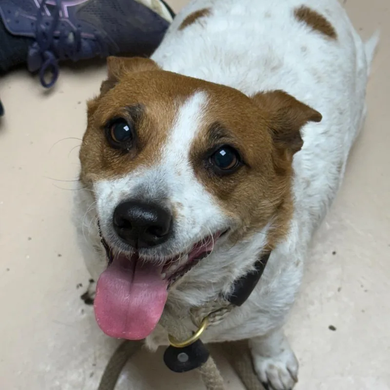 An adult small-sized female White / Cream Jack Russell Terrier dog named Suka for adoption in Perkiomenville, PA