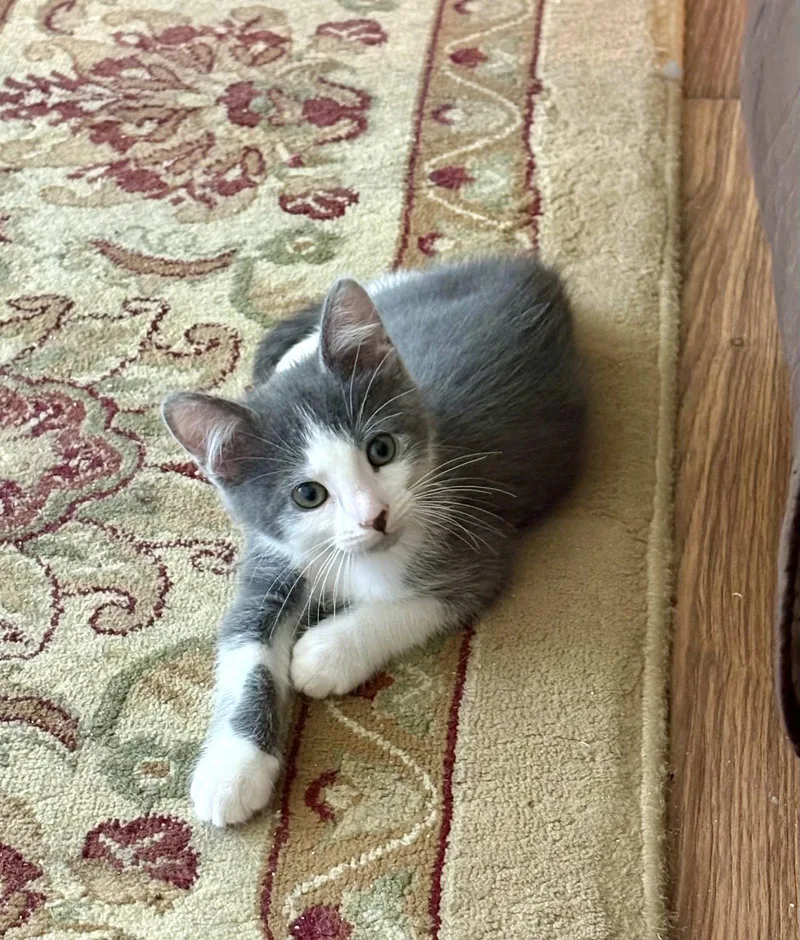 A baby medium-sized male Gray & White Domestic Short Hair cat named Herring Cove for adoption in Trenton, NJ