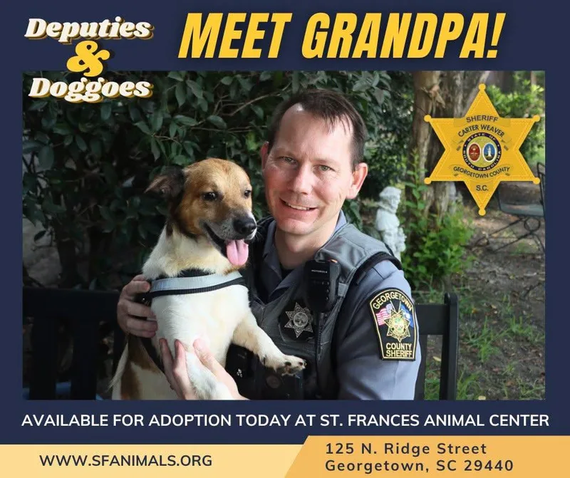 An adult small-sized male Mixed Breed dog named Grandpa for adoption in Georgetown, SC