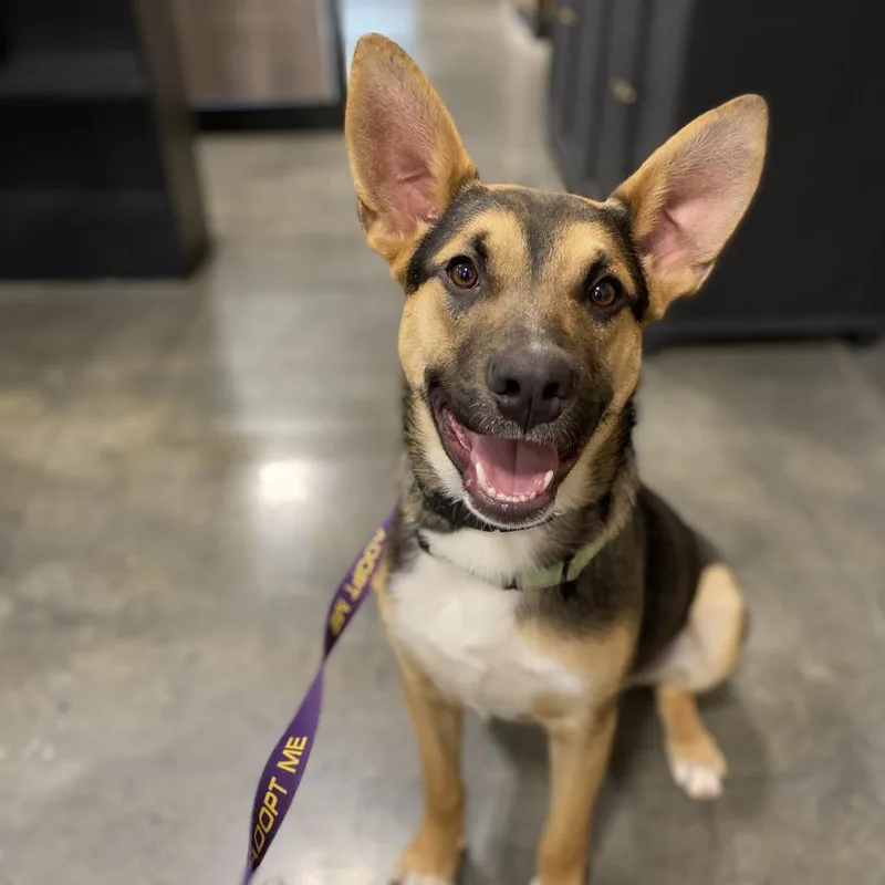 An adult large-sized male German Shepherd Dog dog named Clarence for adoption in Peachtree City, GA