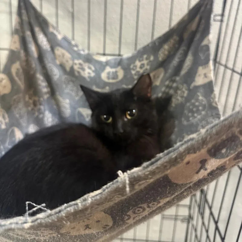 A young small-sized male Black Domestic Short Hair cat named Hakarl Carter for adoption in Eagle Mountain, UT