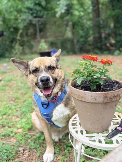 An adult large-sized male German Shepherd Dog dog named Hudson for adoption in Atlanta, GA