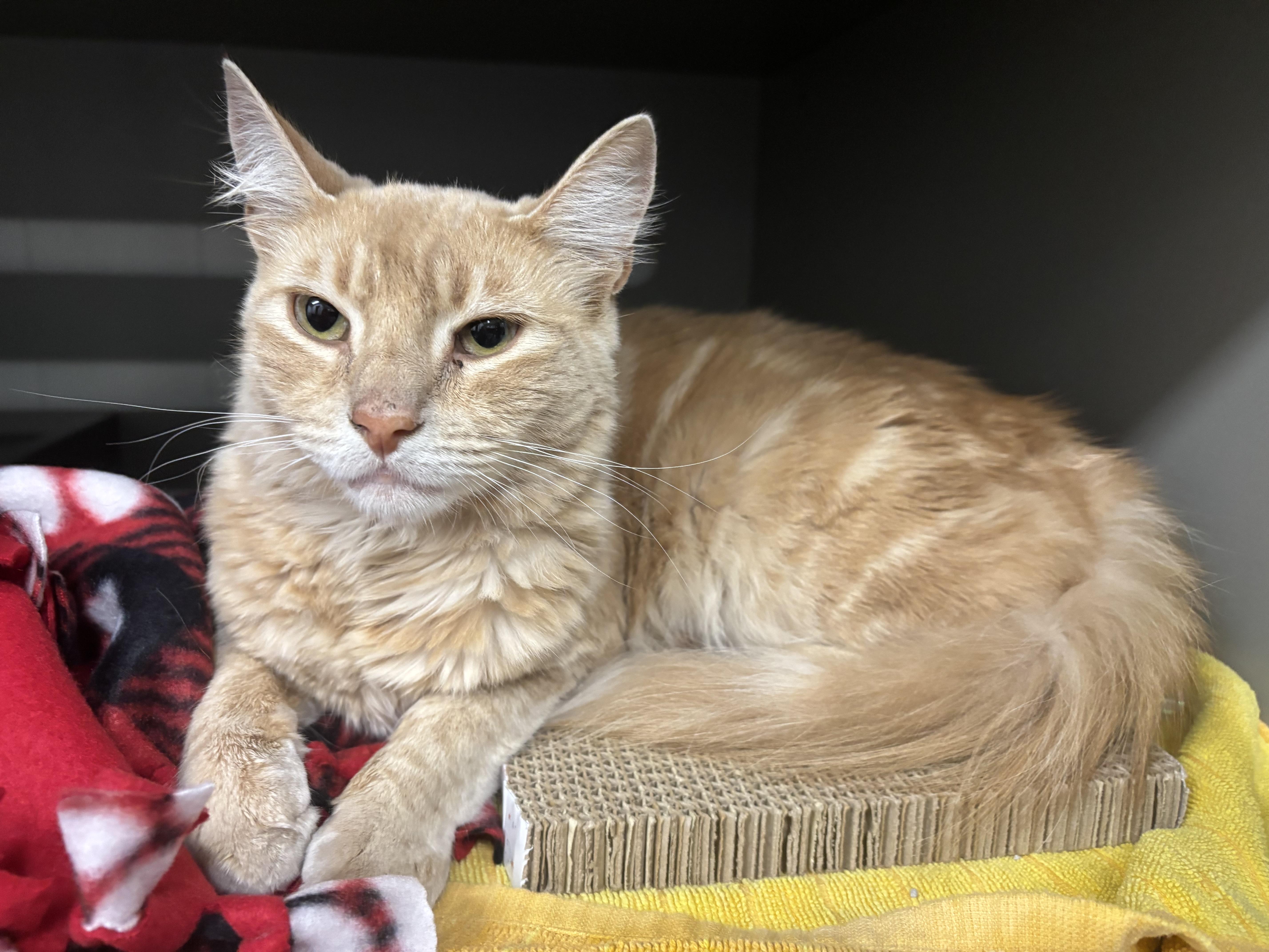 An adult medium-sized male Domestic Medium Hair cat named Willy Nelson for adoption in Renton , WA