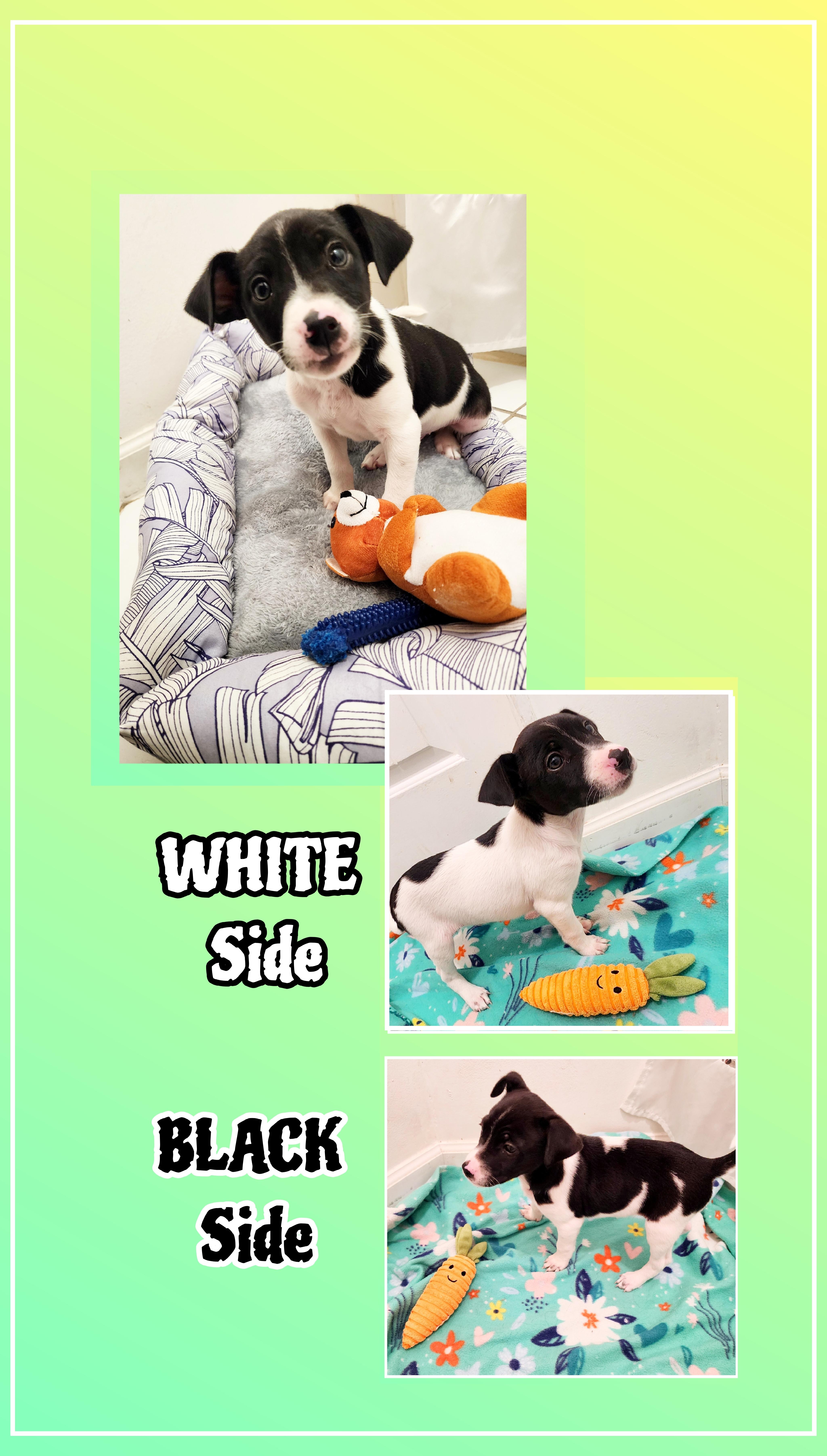 Mickey thumbnail 4