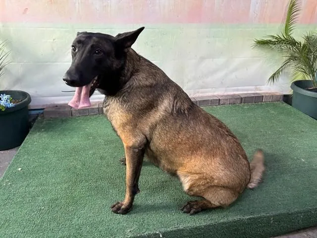 A young medium-sized female Belgian Shepherd / Malinois dog named Sasha for adoption in Baldwin Park, CA