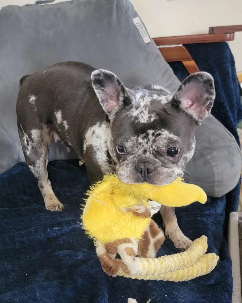 A young small-sized female French Bulldog dog named Greta Garbo for adoption in Cuyahoga Falls, OH