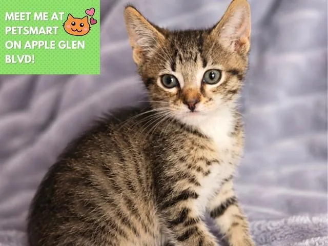 A baby small-sized male Domestic Short Hair cat named Harry for adoption in Fort Wayne, IN