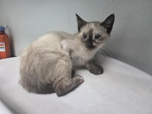 A baby small-sized female Domestic Short Hair cat named Painted Desert for adoption in Antioch, CA