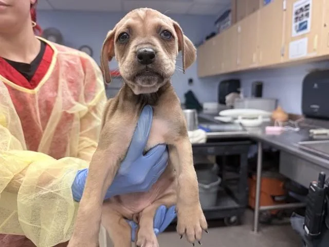 A baby large-sized female Boxer dog named Thunderbird for adoption in Phoenix, AZ