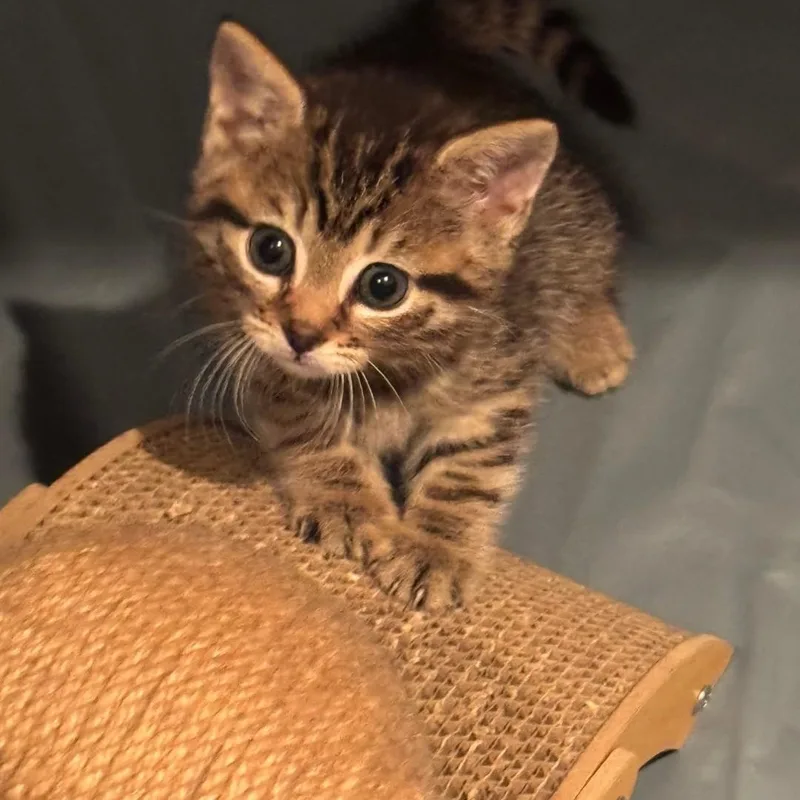 A baby small-sized female Tabby (Brown / Chocolate) American Shorthair cat named Tilly for adoption in Staten Island, NY