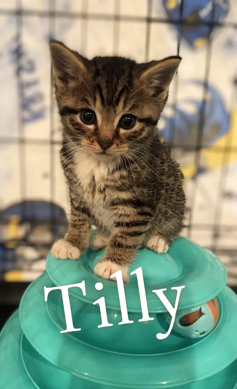 Tilly thumbnail 2