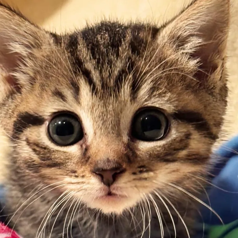 Tilly thumbnail 3