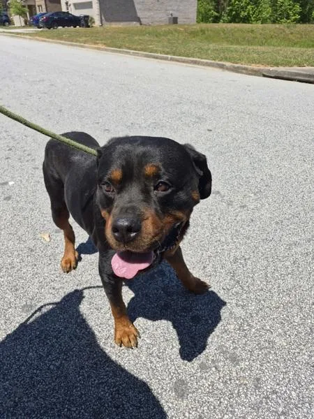 An adult large-sized male Rottweiler dog named Pen for adoption in Lawrenceville, GA
