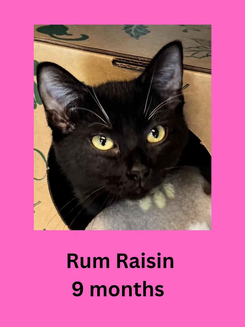 A young medium-sized female Black Domestic Short Hair cat named Rum Raisin for adoption in Ravenna, OH