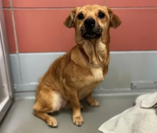 An adult medium-sized female Chihuahua dog named Queenie for adoption in Houston, TX