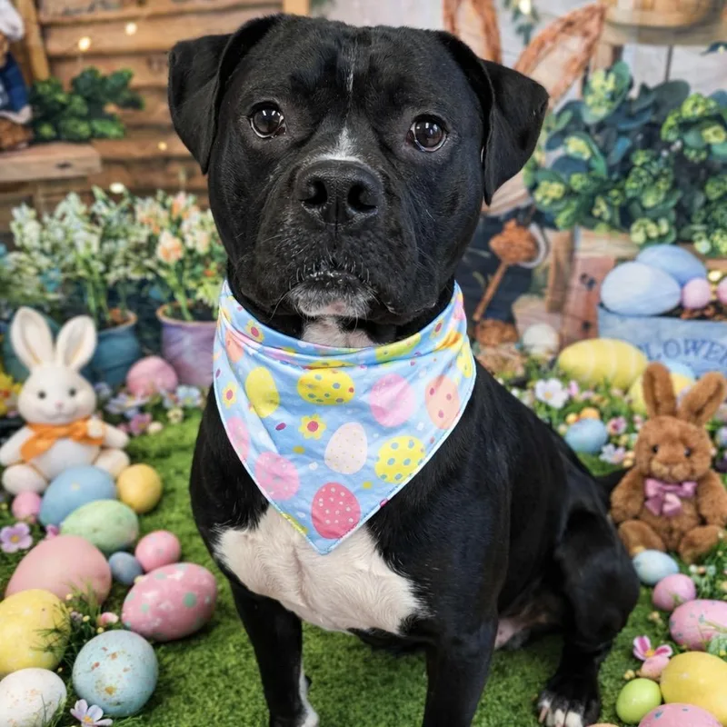 An adult medium-sized male Black Mixed Breed dog named Radish for adoption in Binghamton, NY