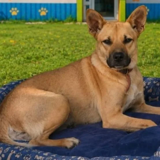 An adult medium-sized female Mixed Breed dog named Sophia for adoption in Englewood, FL
