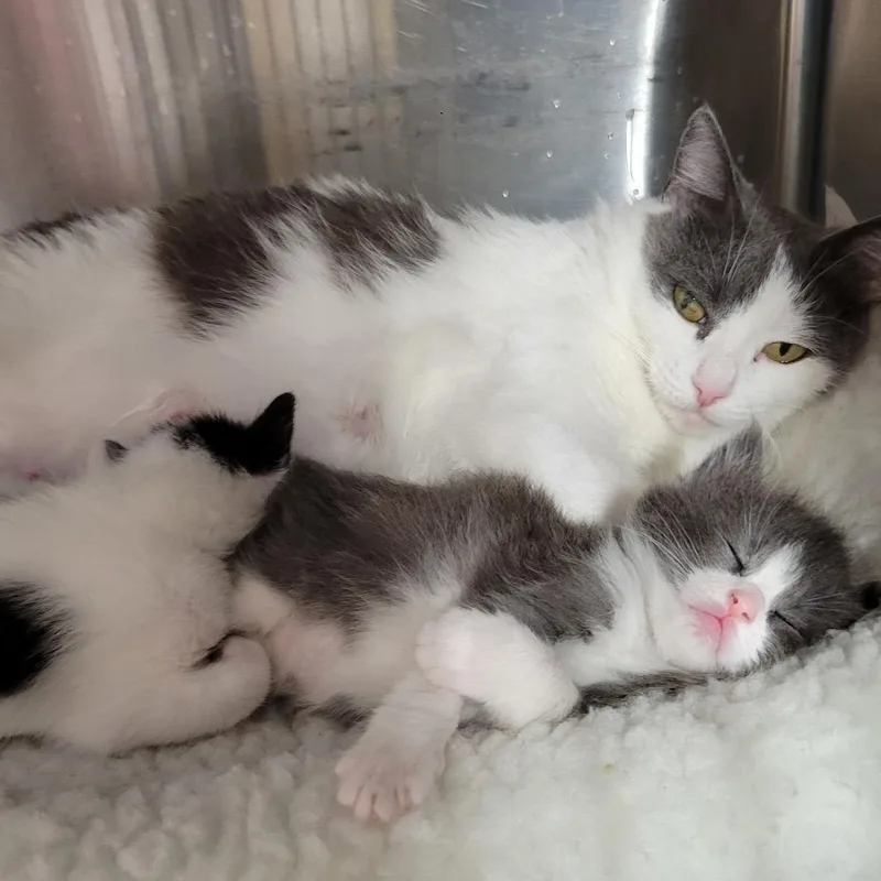 A young medium-sized female White American Shorthair cat named Confetti for adoption in North Kingstown, RI
