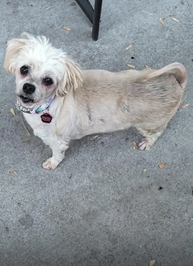An adult small-sized female White / Cream Maltese dog named Britney for adoption in West Valley, UT