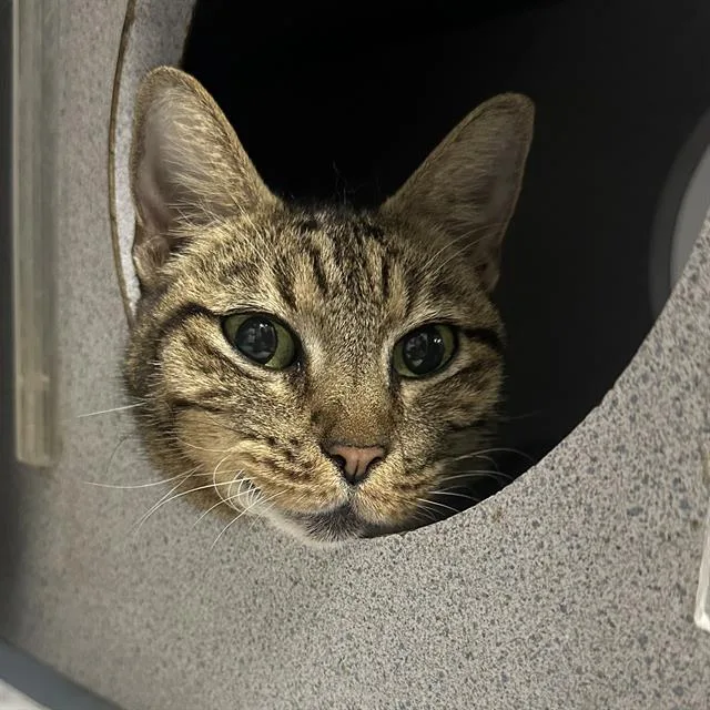 An adult medium-sized female Domestic Short Hair cat named Petunia for adoption in San Antonio, TX