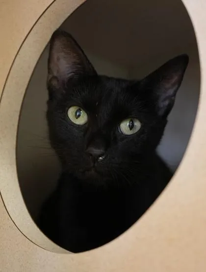 An adult medium-sized female Domestic Short Hair cat named Mamacita for adoption in Bowling Green, KY