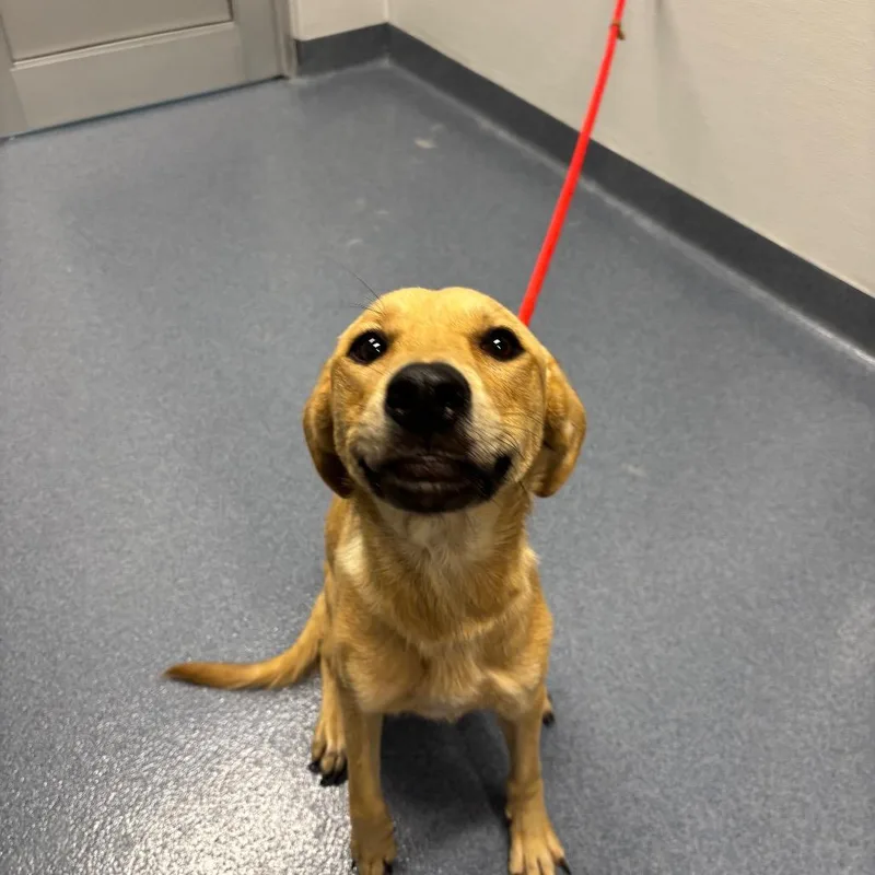 A young medium-sized female Yellow / Tan / Blond / Fawn Mixed Breed dog named Tisha for adoption in St Joseph, MO