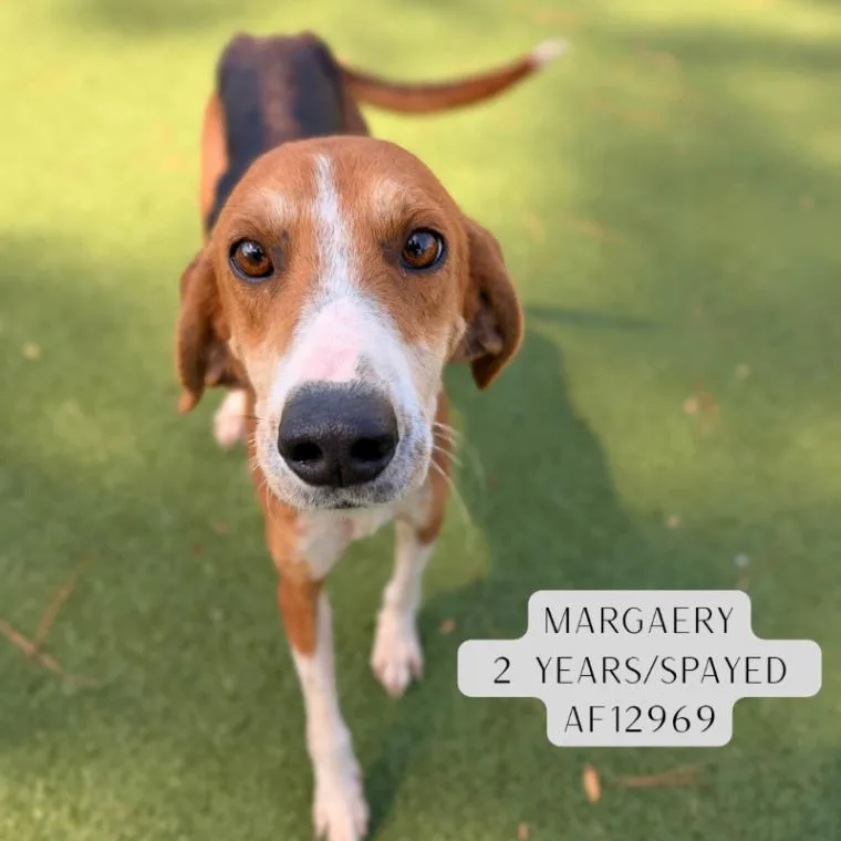 Margaery thumbnail 2