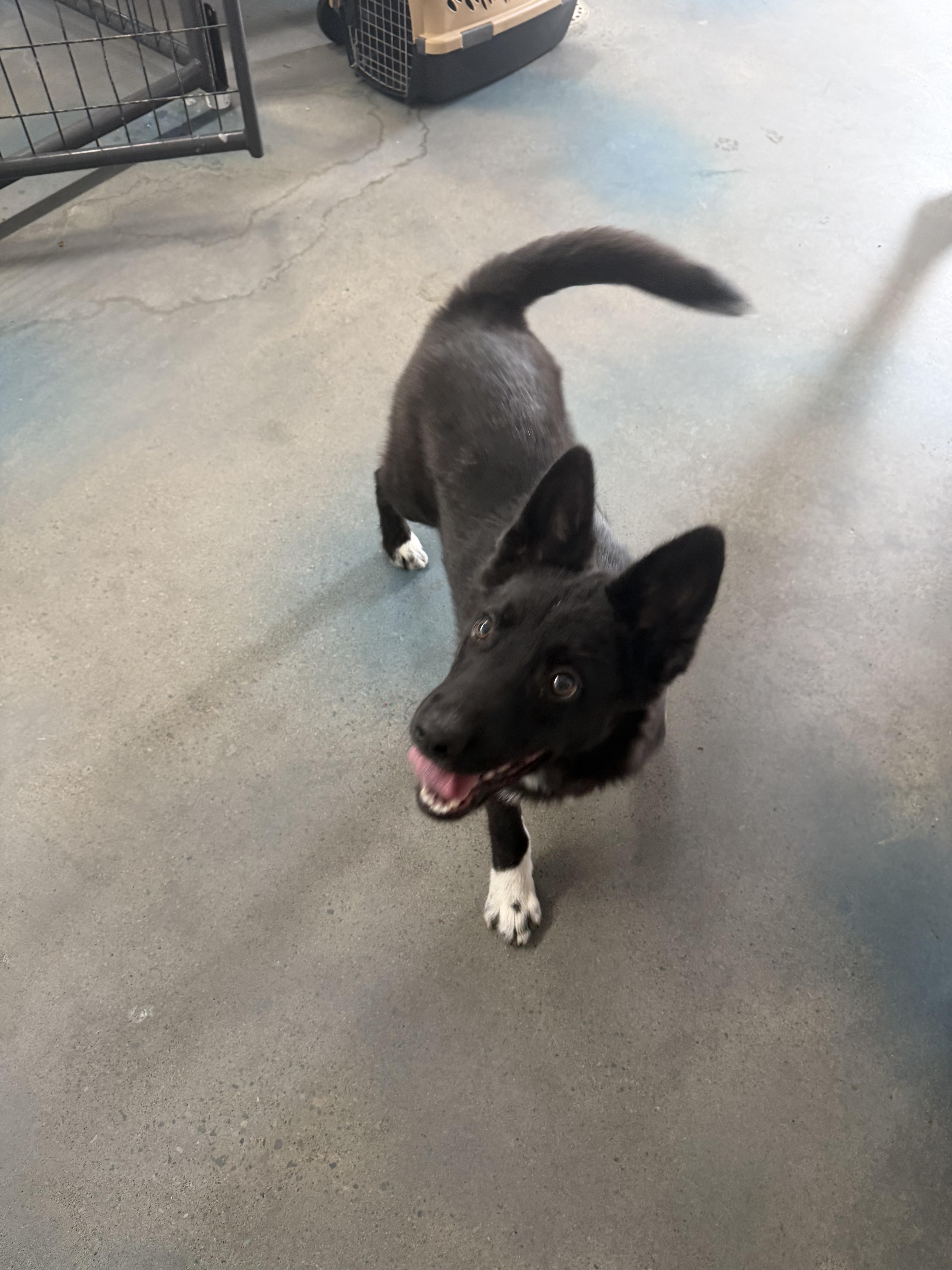 A young medium-sized male Black Border Collie dog named Scooter for adoption in Baudette, MN