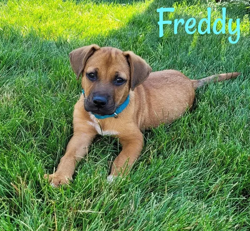 A baby medium-sized male Golden Mixed Breed dog named Freddy for adoption in Elburn, IL
