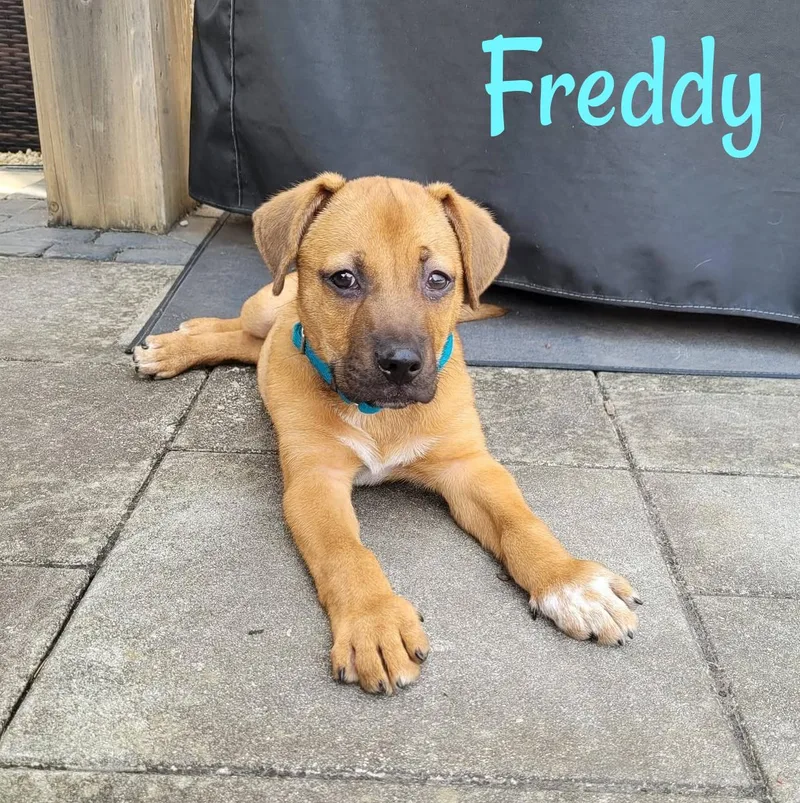 Freddy thumbnail 3