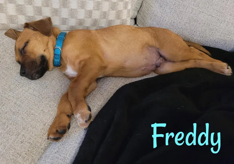 Freddy thumbnail 4