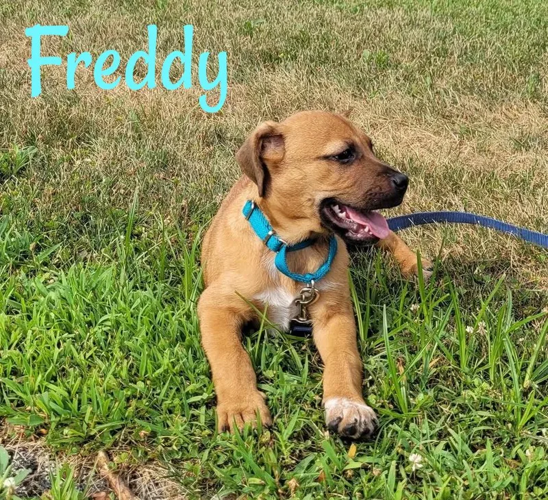 Freddy thumbnail 6