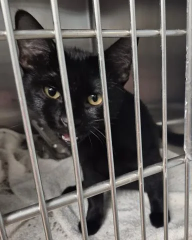 A baby small-sized female Domestic Short Hair cat named Xyla for adoption in Decatur, IL