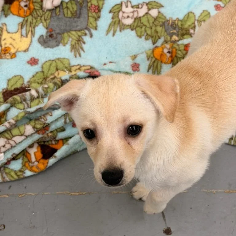 A baby small-sized male Pomeranian dog named Pecan for adoption in Point Richmond, CA