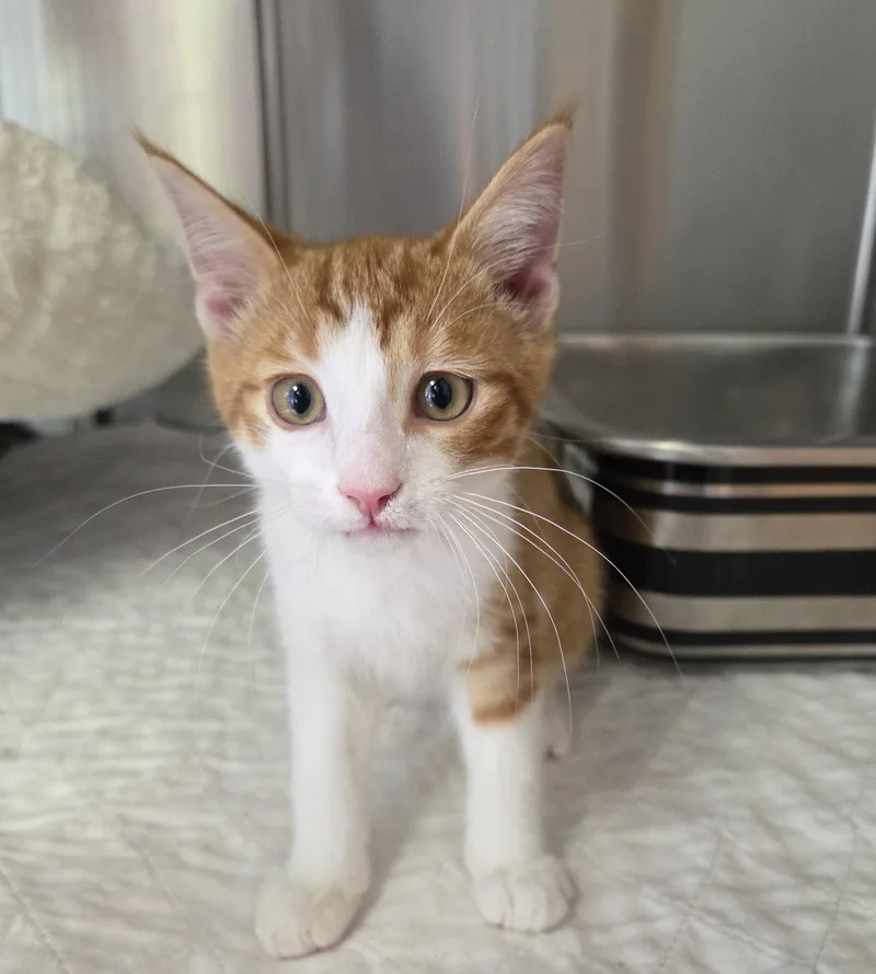 A baby medium-sized male Tabby (Orange / Red) Domestic Short Hair cat named Pumpkin for adoption in Lexington, MI