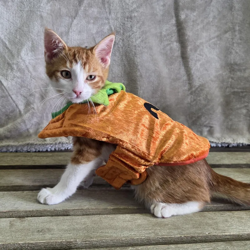 Pumpkin thumbnail 2