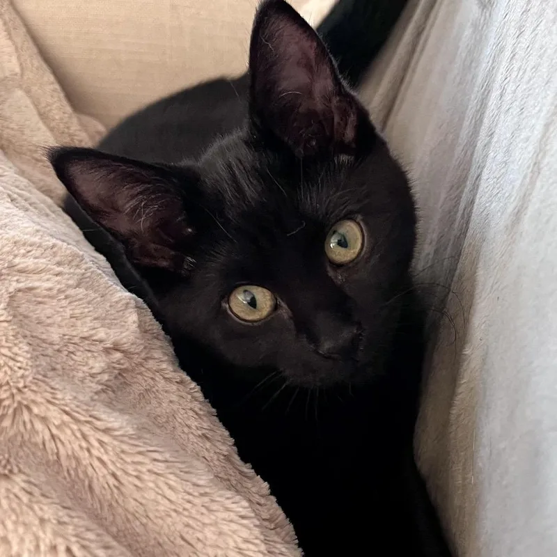 A baby small-sized female Black Domestic Short Hair cat named Monet for adoption in Traverse City, MI