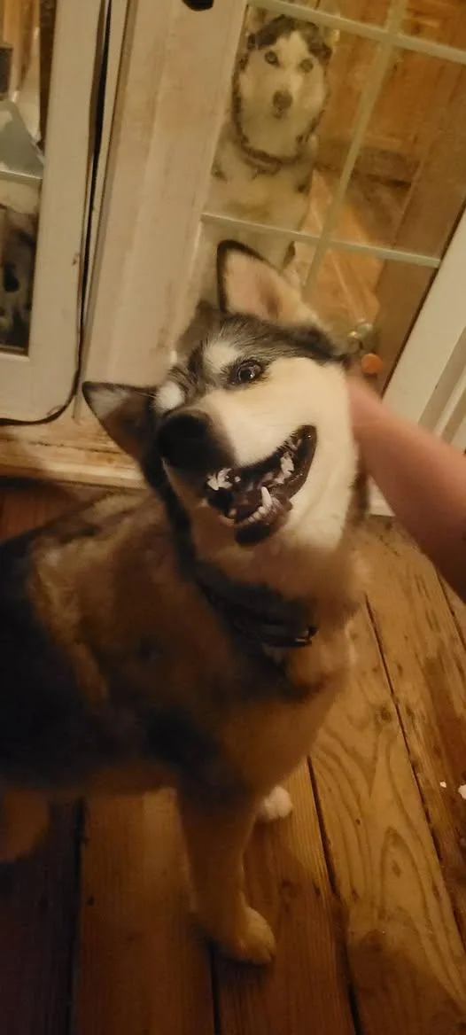 Jasper thumbnail 3