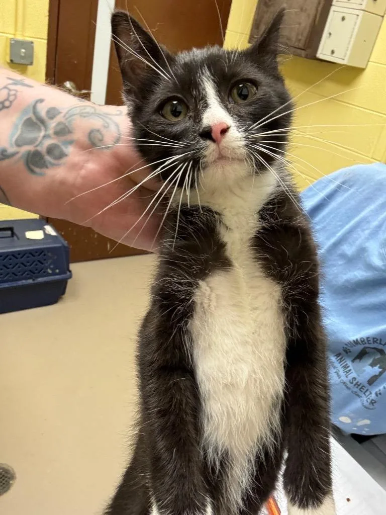 A baby small-sized male Domestic Short Hair cat named Woody for adoption in Crossville, TN