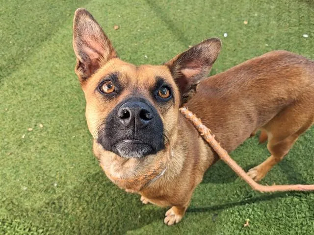 A young large-sized female Pit Bull Terrier dog named Rosita for adoption in Phoenix, AZ