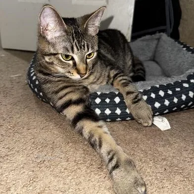 A baby medium-sized female Tabby (Brown / Chocolate) Tabby cat named Ophelia for adoption in Liverpool, TX