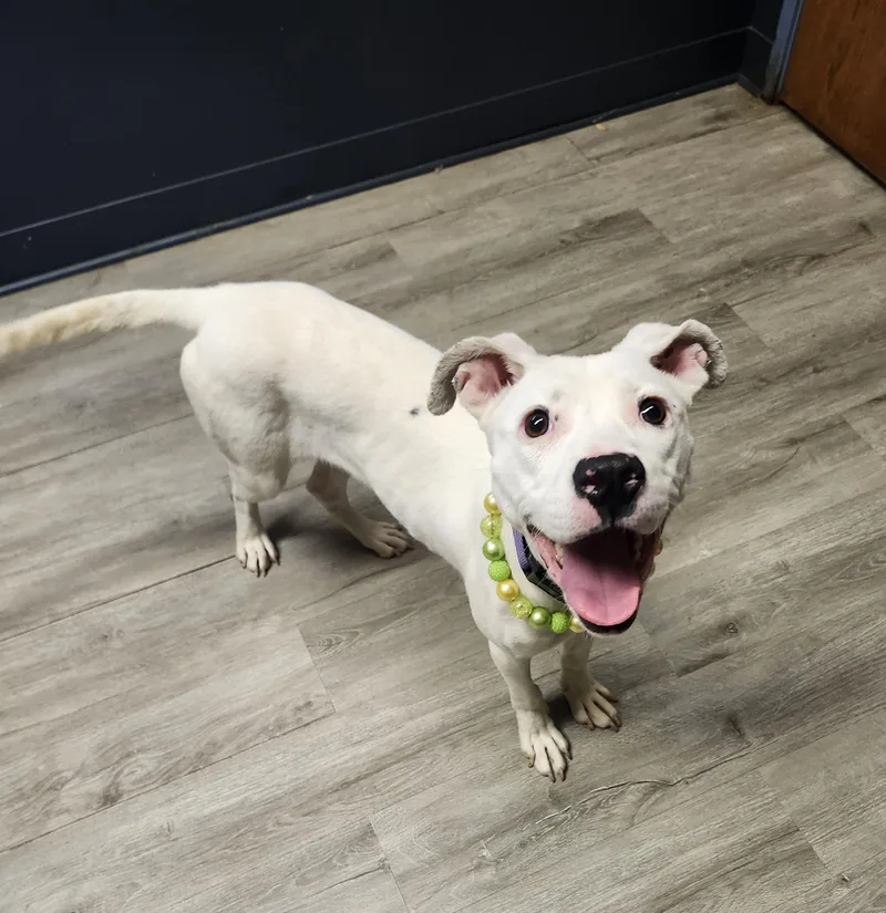A baby medium-sized female Labrador Retriever dog named Lemon for adoption in Mansfield, OH