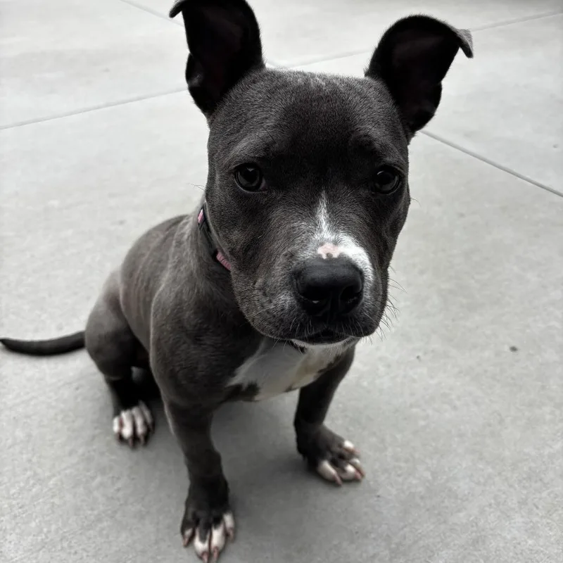 An adult medium-sized female Gray / Blue / Silver Pit Bull Terrier dog named Ella for adoption in Matteson, IL