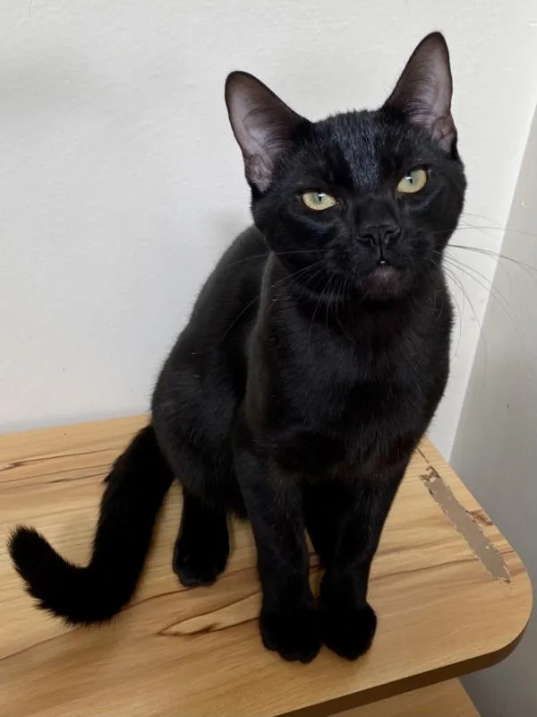An adult small-sized male Domestic Short Hair cat named Zeke for adoption in Novato, CA